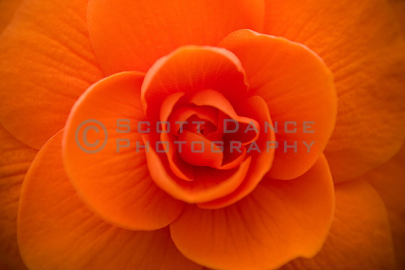 Begonia