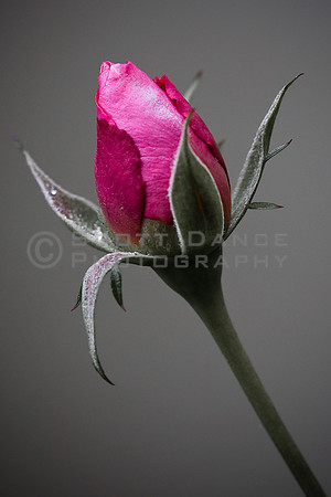 Rose Bud