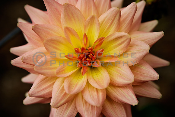 Dahlia