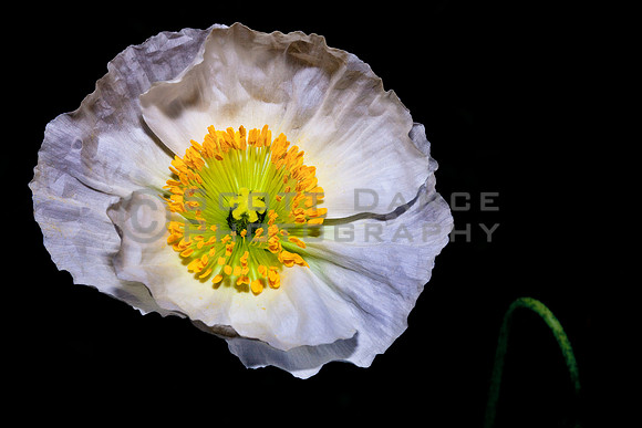 Poppy