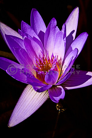 Water Lily