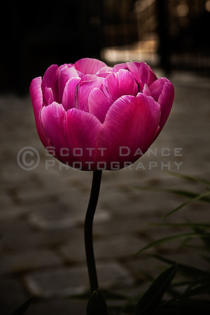 Tulip