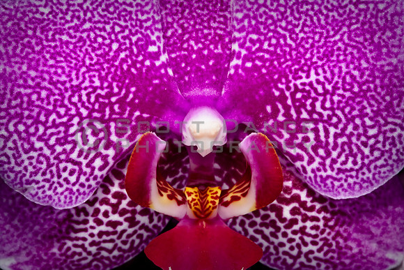 Orchid