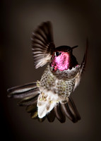 Hummingbirds