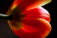 Flora