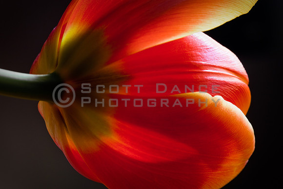 Tulip