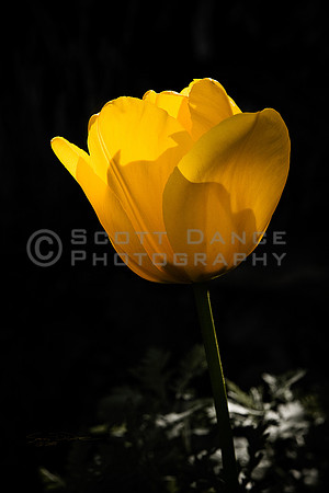 Tulip
