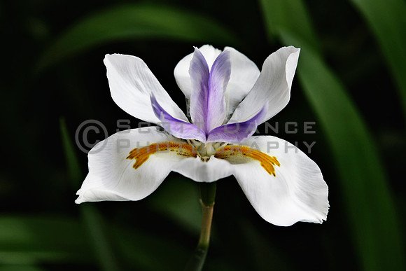Iris