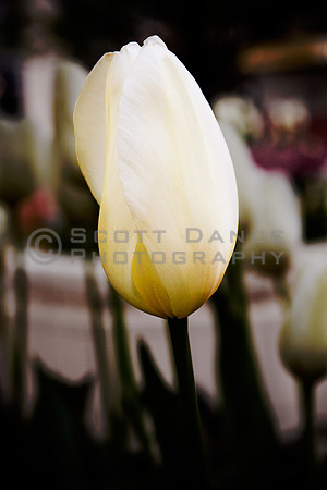 Tulip