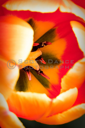 Tulip