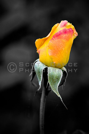 Rose Bud