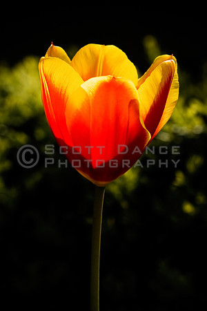 Tulip