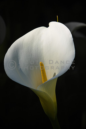 Cala Lily