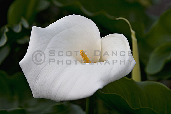 Cala Lily