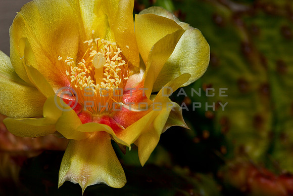 Cactus Flower